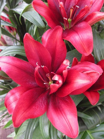 Lilium Blood Brothers 10 . 299,2 ..jpg