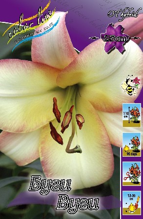 Lilium Boogie Woogie 10 . 260,90 ..jpg