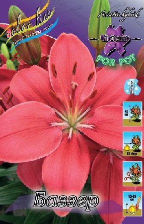 Lilium Buzzer 10 . 158,6 ..jpg