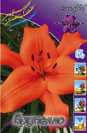 Lilium Brunello 10 . 152,2..jpg