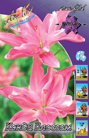 Lilium Candy Blossom 10 . 267,3 ..jpg