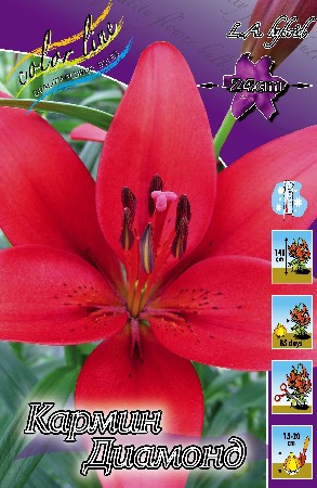 Lilium Carmine Diamond 10 . 152,2 ..jpg