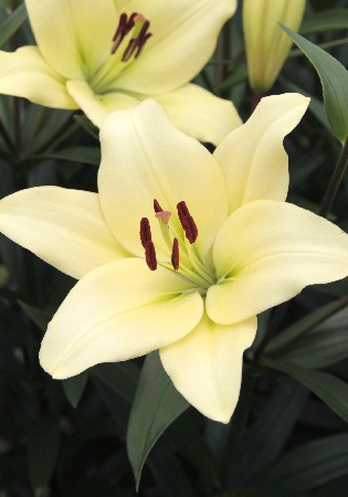 Lilium Courier 10 . 126,6 ..jpg