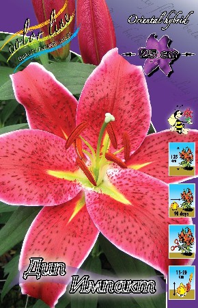 Lilium Deep Impact 10 . 196,9 ..jpg