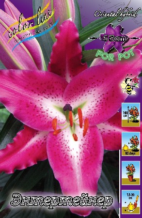 Lilium Entertainer 10 . 260,90 ..jpg