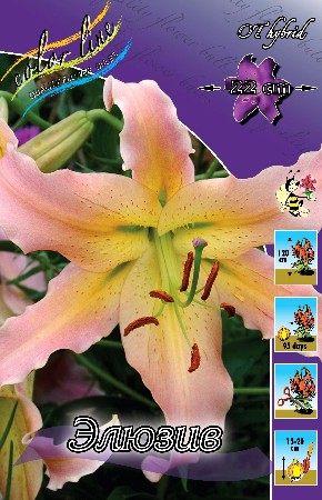 Lilium Elusive 10 . 299,2 ..jpg