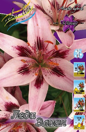 Lilium Lady Eliane 10 . 241,7..jpg