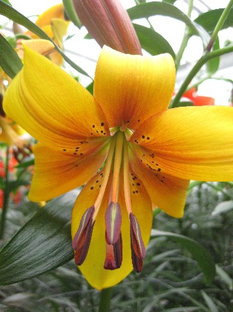 Lilium Lazy Lady 10 . 260,90 ..jpg