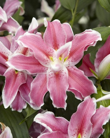 Lilium Lilac Cloud 5 . 318,4 ..jpg