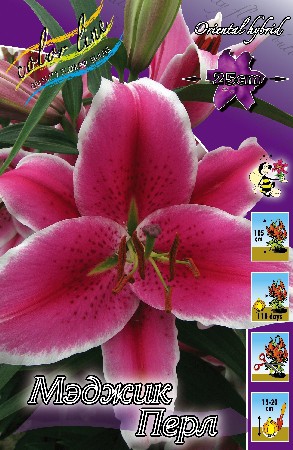 Lilium Magic Pearl 10 . 203,3 ..jpg