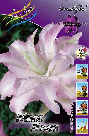 Lilium Miss Lucy 5 . 228,9 ..jpg