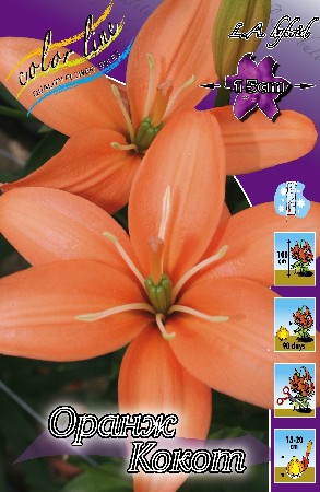 Lilium Orange Cocotte  10 . 267,3 ..jpg