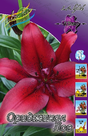 Lilium Original Love 10 . 139,4 ..jpg