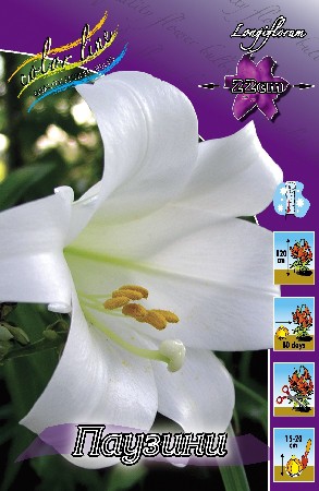 Lilium Pausini 10 . 177,7 ..jpg