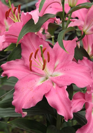 Lilium Pink Expression 10 . 222,5 ..jpg