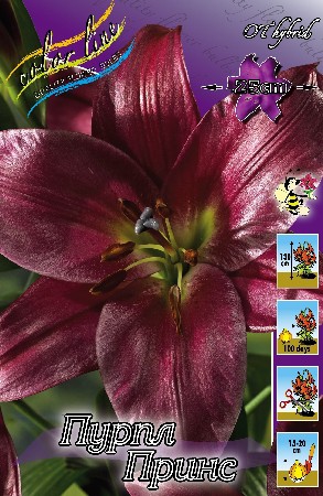 Lilium Purple Prince 10 . 254,5 ..jpg