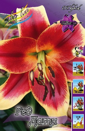 Lilium Red Dutch 10 . 222,5 ..jpg