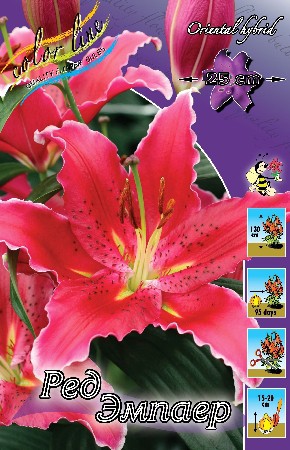 Lilium Red Empire 10 . 203,3 ..jpg