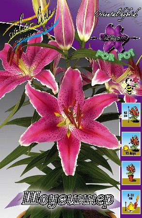 Lilium Showwinner 10 . 254,5 ..jpg