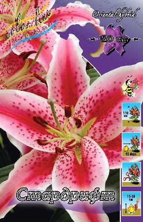 Lilium Stardrift 10 . 194,4 ..jpg