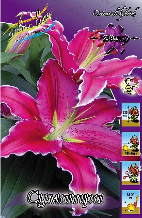 Lilium Sumatra 10 . 184,10 ..jpg