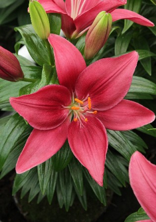 Lilium Tiny Pearl 5 . 113,8 ..jpg