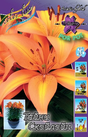 Lilium Tiny Skyline 5 . 113,8 ..jpg