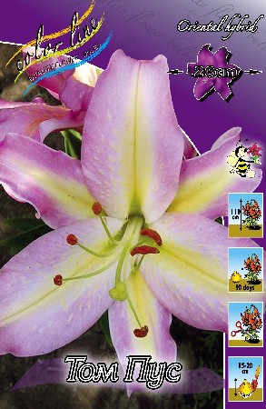 Lilium Tom Pouce 10 . 194,4 ..jpg