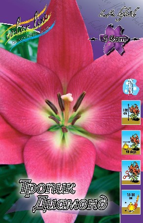 Lilium Tropic Diamond 10 . 145,8 ..jpg