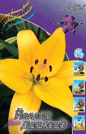 Lilium Yellow Diamond 10 . 145,8 ..jpg