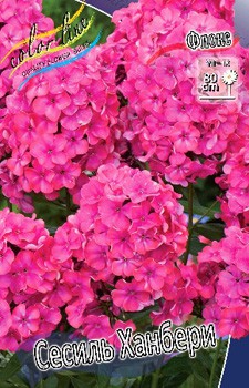 Phlox Cecile Hanbury 181,5 .  5 ..jpg