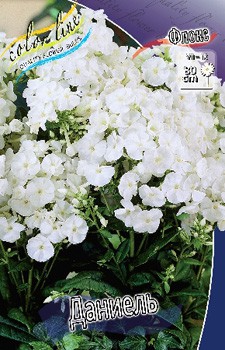 Phlox Danielle 207 .  5 ..jpg