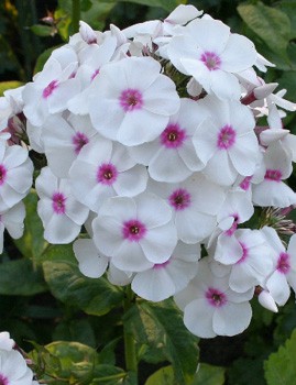 Phlox Graf Zeppelin 164,5 .  5 ..jpg