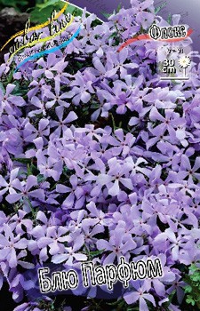 Phlox divaricata Blue Perfume 351,5 .  5 ..jpg