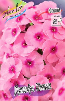 Phlox Jeff's Pink 207 .  5 ..jpg