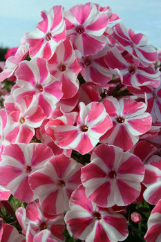 Phlox Peppermint Twist 436,5 .  5 ..jpg