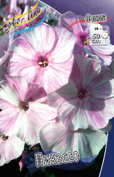 Phlox Picasso 315,10.  5 ..jpg