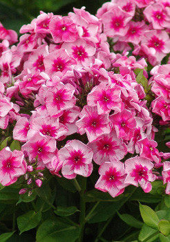 Phlox Stars and Stripes 315,10.  5 ..jpg