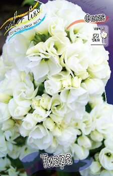 Phlox Tiara 339,4 .  3 ..jpg