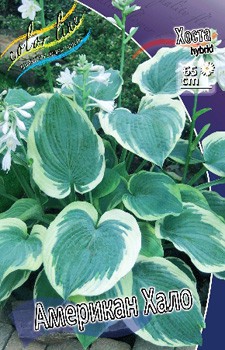 Hosta American Halo 211,9 .  3 .jpg