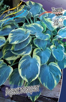 Hosta Aristocrat 412,3.  3 .jpg