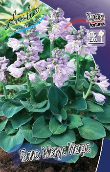 Hosta Blue Mouse Ears 248,3 .  3 .jpg