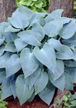 Hosta Canadian Blue 284,7.  5 .jpg