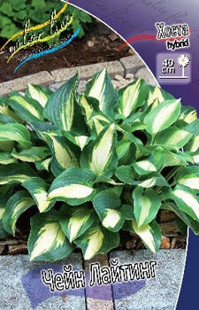 Hosta Chain Lightning 278,7 .  2 .jpg