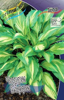 Hosta Cherry Berry 211,9 .  3 .jpg