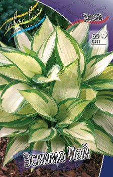 Hosta Eskimo Pie 436,5.  2 .jpg