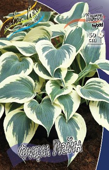 Hosta Firn Line 351,5 .  2 .jpg