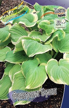 Hosta Fragrant Bouquet 242,2 .  5 .jpg