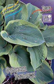 Hosta Frances Williams 224 .  5 .jpg