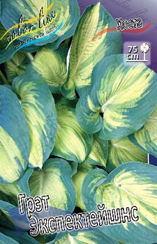 Hosta Great Expectations 278,7 .  2 .jpg